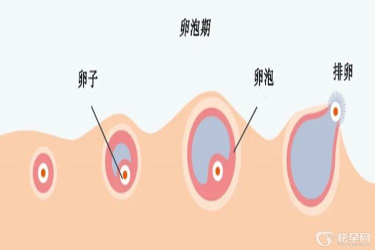 供卵的成功率有多大(供卵成功率有多大？)