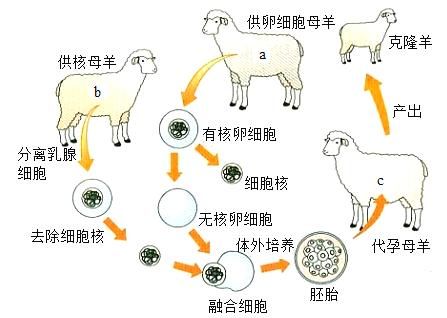 供卵合法的国家(供卵合法国家：新生命的诞生地)